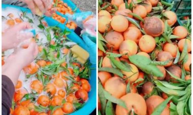 Mandarine spălate cu detergent de vase de românii care muncesc în Italia