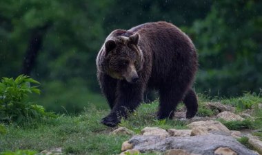 DNA a deschis dosar penal în cazul uciderii ursului Arthur