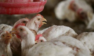 Patru noi focare și suspiciuni de gripă aviară au apărut în Mureș și Harghita