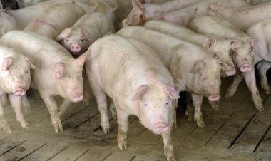 ANSVSA: Peste 300 focare de pestă porcină înregistrate în toată țara