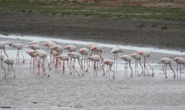 Peste 100 de păsări flamingo au fost observate în Delta Dunării
