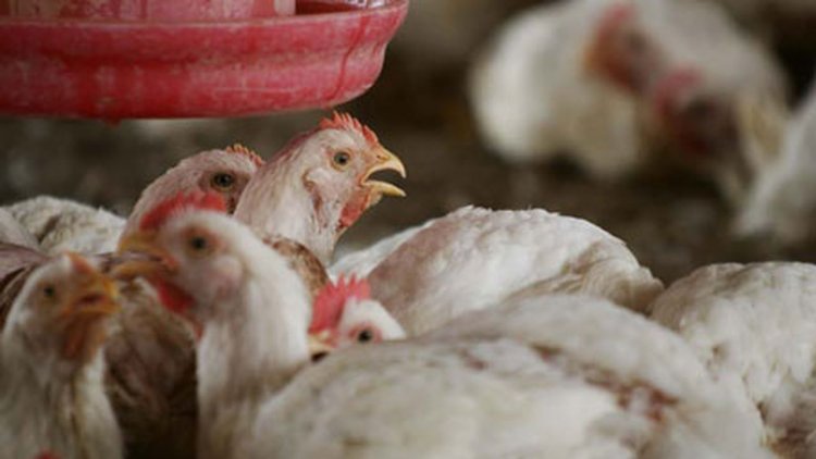 Patru noi focare și suspiciuni de gripă aviară au apărut în Mureș și Harghita