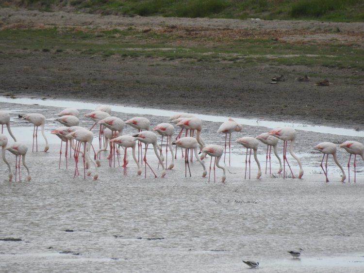 Peste 100 de păsări flamingo au fost observate în Delta Dunării