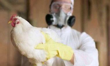 China a raportat primul caz din lume de gripă aviară H10N3 la om