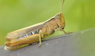 Lăcusta călătoare a fost autorizată ca aliment de Comisia Europeană