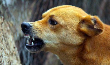 Un copil în vârstă de 6 ani a murit după ce a fost muşcat de câini