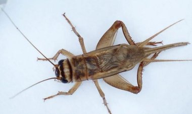 Greierele de casă, a treia insectă autorizată ca ingredient alimentar în UE