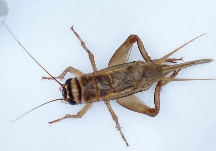 Greierele de casă, a treia insectă autorizată ca ingredient alimentar în UE