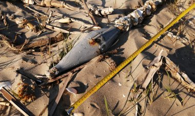 Lovitură inertă de aruncător de grenade, neutralizată la Sfântu Gheorghe