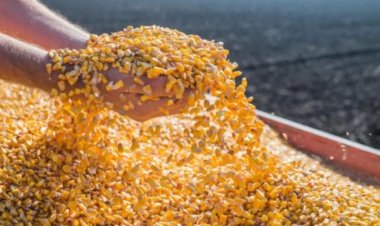 Exporturile de porumb ale României ar putea scădea din cauza secetei