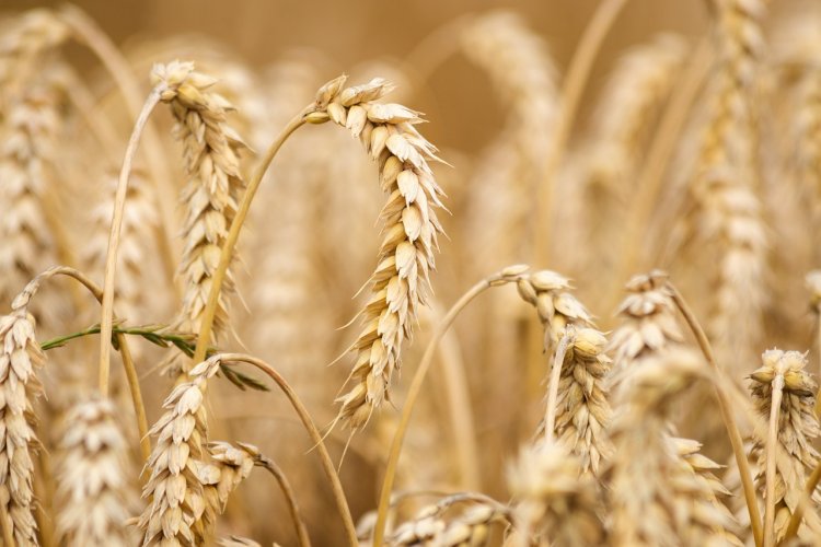 Daea: Am încheiat recoltatul grâului în România; cu siguranţă o să avem pâine anul acesta
