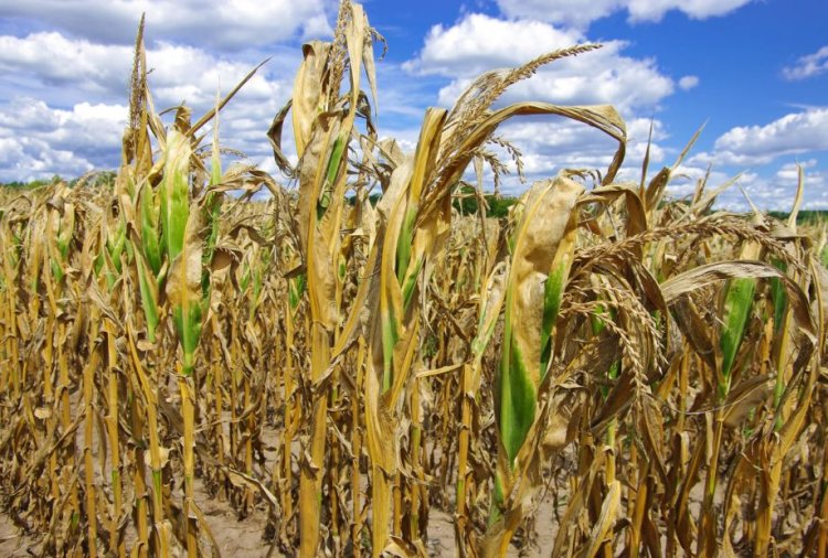 Ciucă: Continuăm, la nivelul guvernului, să luăm măsuri pentru combaterea efectelor produse de secetă