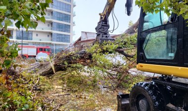 Constanța: 157 de copaci și 11 stâlpi de iluminat prăbușiți din cauza vijeliei