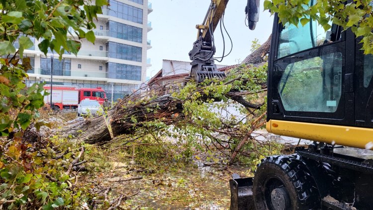 Constanța: 157 de copaci și 11 stâlpi de iluminat prăbușiți din cauza vijeliei