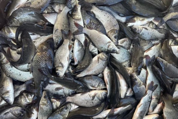 Peste 71 de tone de pește stricat sau expirat depistate de inspectorii ANPC