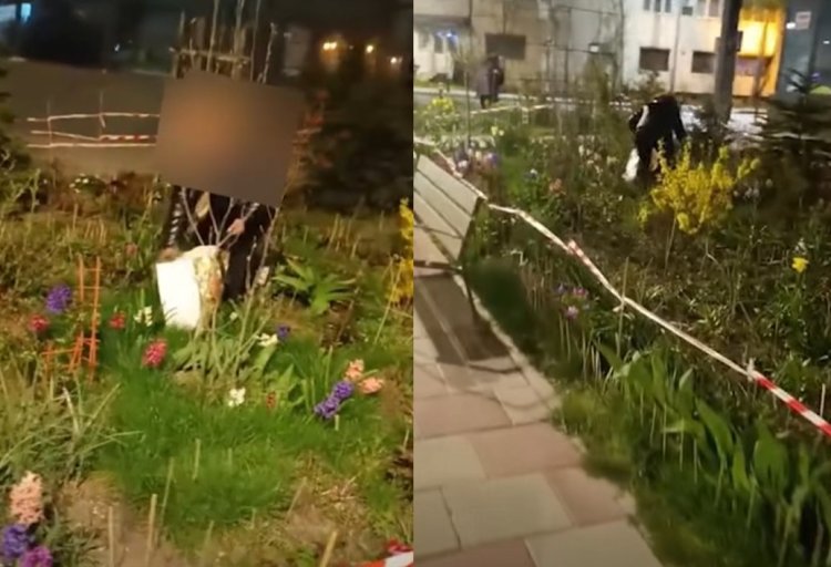 Două persoane amendate pentru tăierea și vânzarea florilor din orașul Constanţa