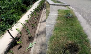 Culmea nesimțirii! Florile plantate de Primăria Constanța au fost furate